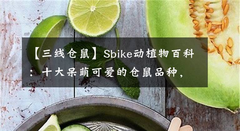 【三线仓鼠】Sbike动植物百科：十大呆萌可爱的仓鼠品种，让主人幸福满满