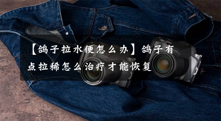 【鸽子拉水便怎么办】鸽子有点拉稀怎么治疗才能恢复