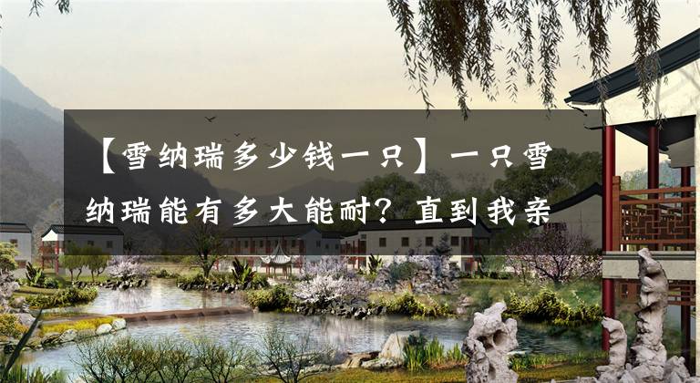 【雪纳瑞多少钱一只】一只雪纳瑞能有多大能耐？直到我亲眼看到它抓老鼠和吃醋的模样