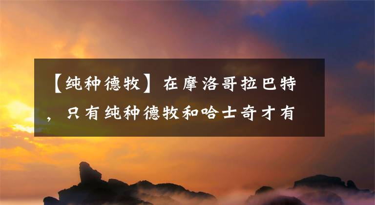 【纯种德牧】在摩洛哥拉巴特，只有纯种德牧和哈士奇才有活路，大量流浪狗可怜