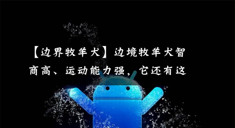 【边界牧羊犬】边境牧羊犬智商高、运动能力强，它还有这些生理缺陷你知道吗？