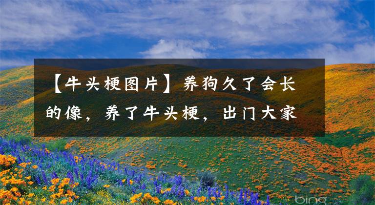 【牛头梗图片】养狗久了会长的像,养了牛头梗,出门大家都说自己长得像某明星