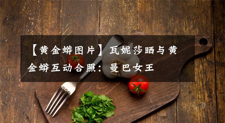 【黄金蟒图片】瓦妮莎晒与黄金蟒互动合照:曼巴女王