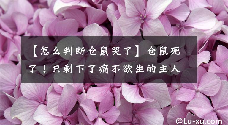 【怎么判断仓鼠哭了】仓鼠死了！只剩下了痛不欲生的主人和瑟瑟发抖的罪人