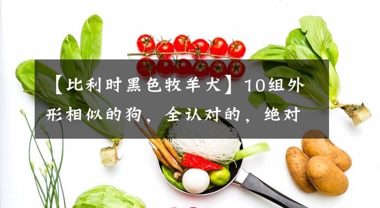 【比利时黑色牧羊犬】10组外形相似的狗，全认对的，绝对是“大神”！