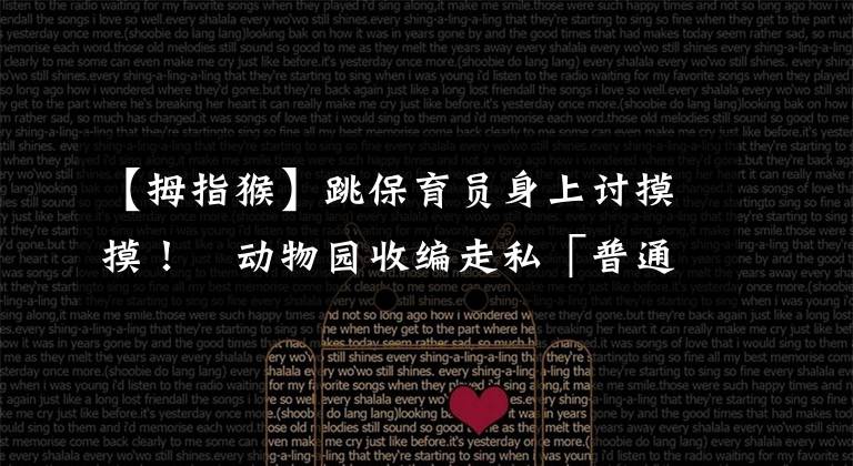 【拇指猴】跳保育员身上讨摸摸! 动物园收编走私「普通狨宝宝」亮相萌翻