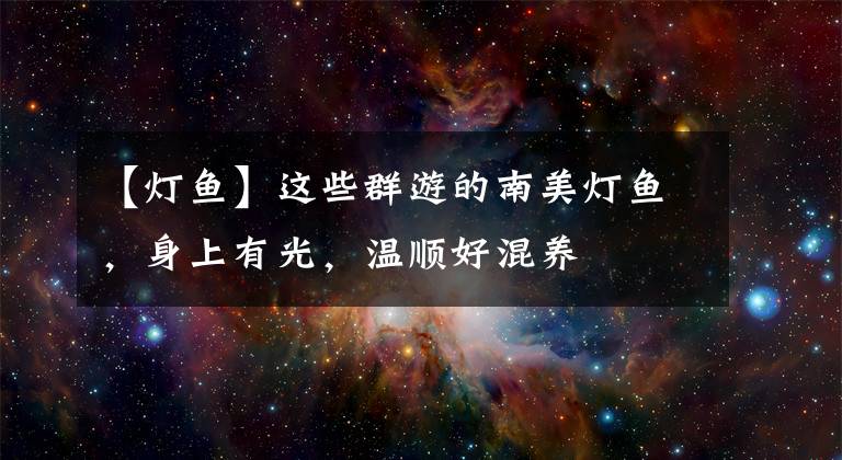 【灯鱼】这些群游的南美灯鱼,身上有光,温顺好混养