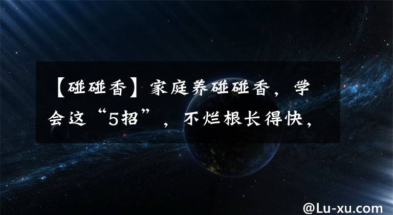 【碰碰香】家庭养碰碰香，学会这“5招”，不烂根长得快，叶子翠绿又肥厚
