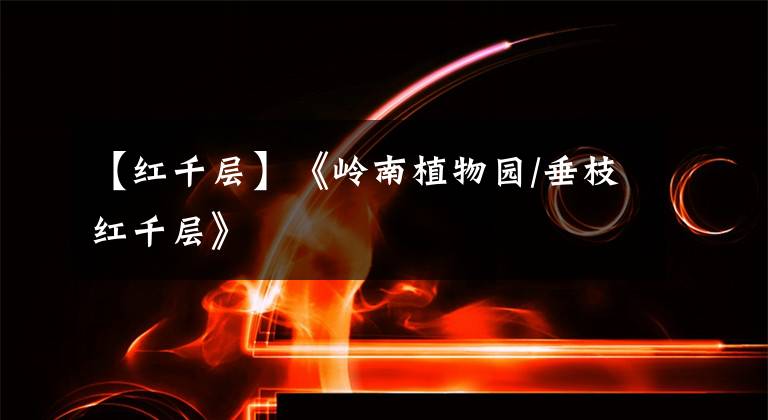 【红千层】《岭南植物园/垂枝红千层》