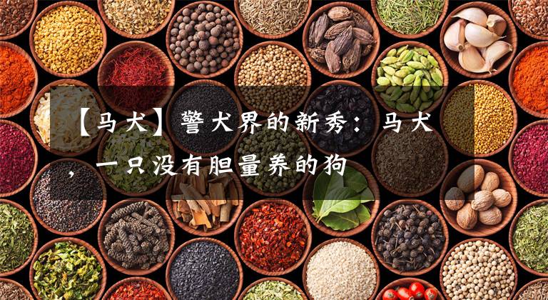 【马犬】警犬界的新秀:马犬,一只没有胆量养的狗