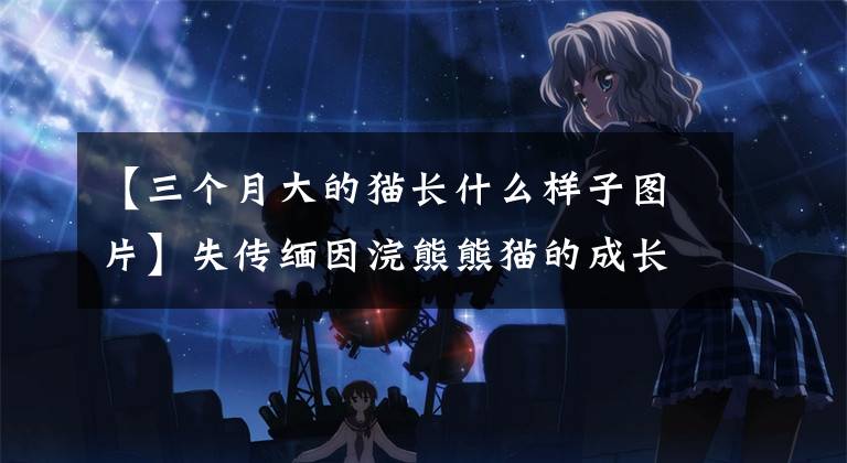 【三个月大的猫长什么样子图片】失传缅因浣熊熊猫的成长记录,3个月是最调皮可爱的!