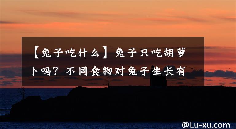 【兔子吃什么】兔子只吃胡萝卜吗？不同食物对兔子生长有什么作用？