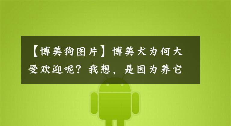 【博美狗图片】博美犬为何大受欢迎呢？我想，是因为养它有这7个好处！
