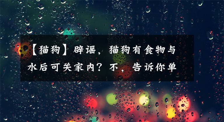 【猫狗】辟谣,猫狗有食物与水后可关家内?不,告诉你单独放家的四点危害
