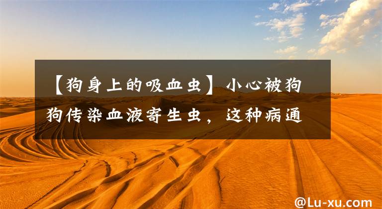 【狗身上的吸血虫】小心被狗狗传染血液寄生虫，这种病通常会有五种症状