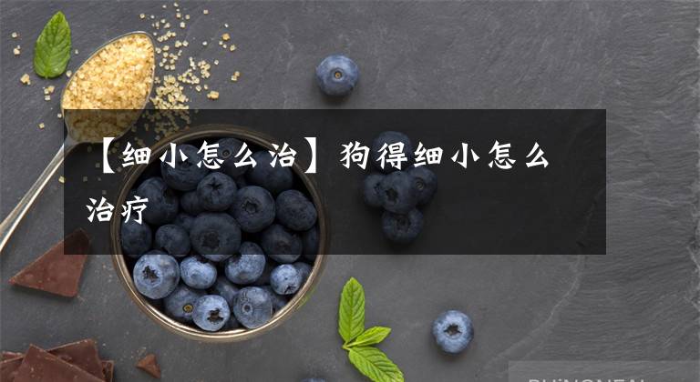 【细小怎么治】狗得细小怎么治疗