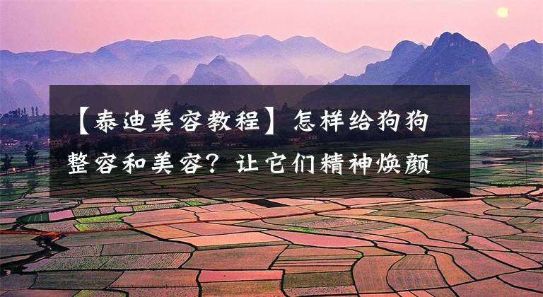 【泰迪美容教程】怎样给狗狗整容和美容？让它们精神焕颜，引众人围观赞叹