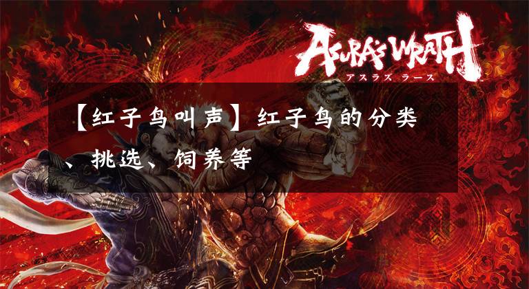 【红子鸟叫声】红子鸟的分类、挑选、饲养等