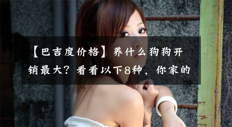 【巴吉度价格】养什么狗狗开销最大？看看以下8种，你家的狗狗在这其中吗