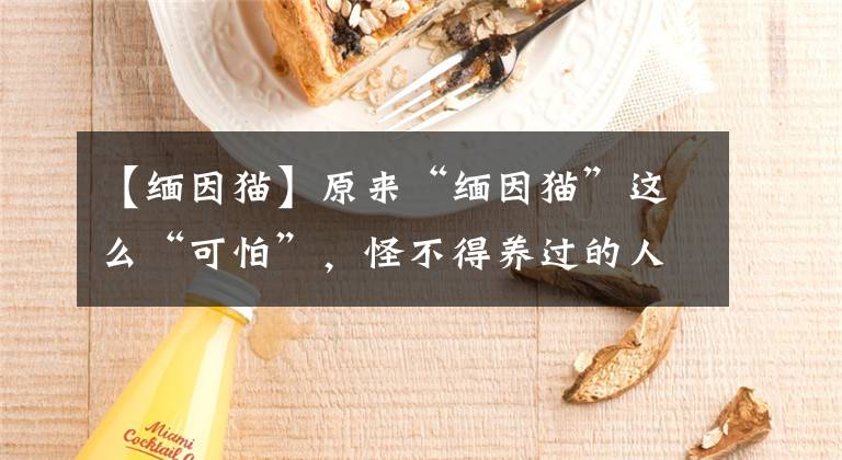 【缅因猫】原来“缅因猫”这么“可怕”，怪不得养过的人，都说不会再养了