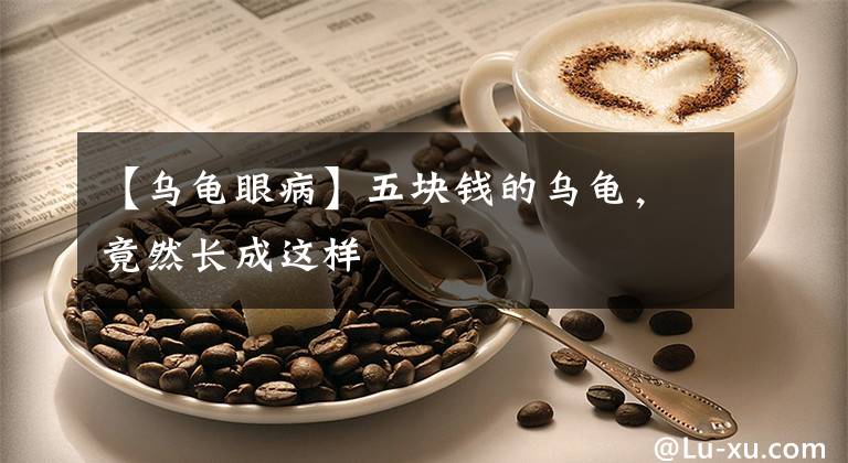 【乌龟眼病】五块钱的乌龟,竟然长成这样