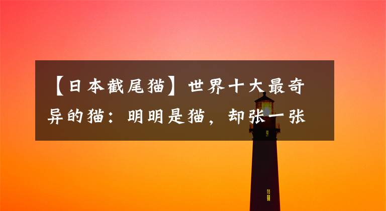 【日本截尾猫】世界十大最奇异的猫：明明是猫，却张一张“狗脸”