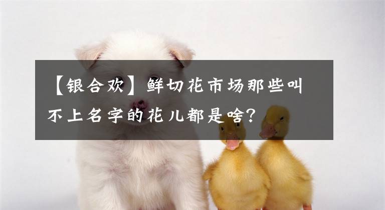 【银合欢】鲜切花市场那些叫不上名字的花儿都是啥?
