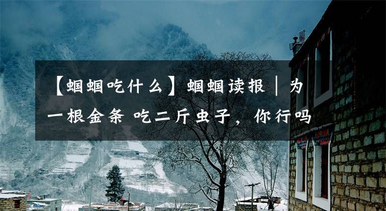 【蝈蝈吃什么】蝈蝈读报｜为一根金条 吃二斤虫子，你行吗？