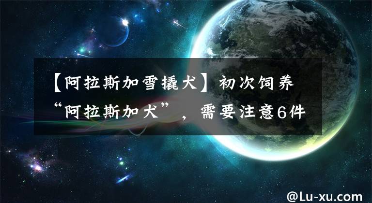 【阿拉斯加雪撬犬】初次饲养“阿拉斯加犬”，需要注意6件事