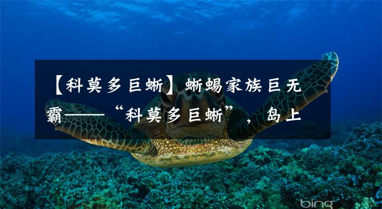 【科莫多巨蜥】蜥蜴家族巨无霸——“科莫多巨蜥”，岛上霸主顶级掠食者的存在