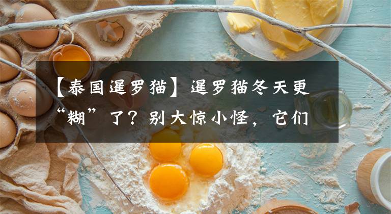 【泰国暹罗猫】暹罗猫冬天更“糊”了？别大惊小怪，它们本来就是“猫界变色龙”