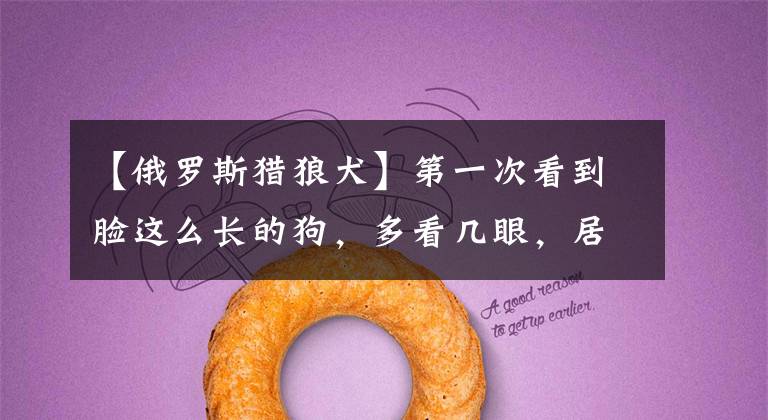 【俄罗斯猎狼犬】第一次看到脸这么长的狗,多看几眼,居然还挺好看的