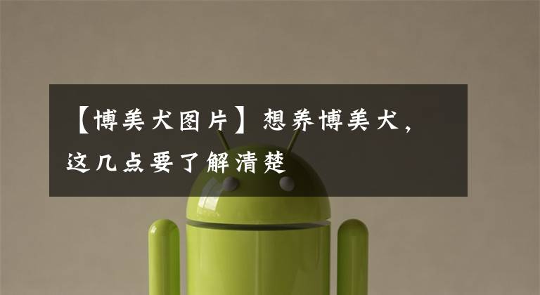 【博美犬图片】想养博美犬，这几点要了解清楚