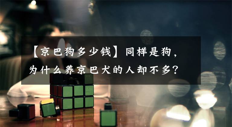 【京巴狗多少钱】同样是狗，为什么养京巴犬的人却不多？这几点，可能你也讨厌