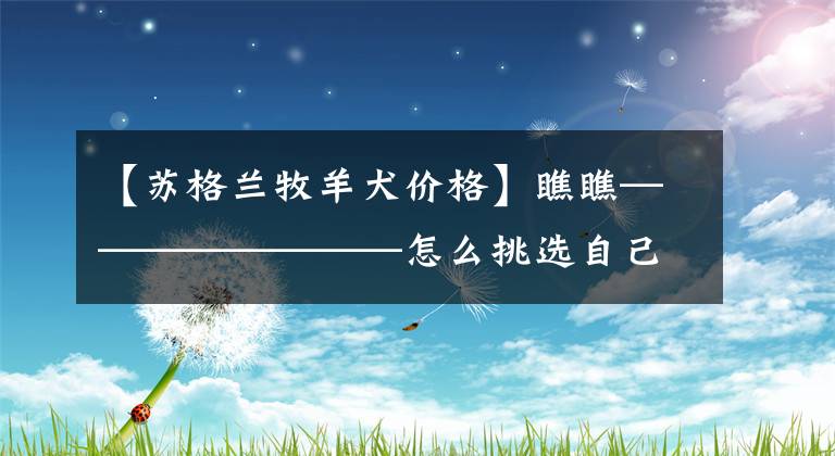 【苏格兰牧羊犬价格】瞧瞧————————怎么挑选自己称心如意的苏格兰牧羊犬