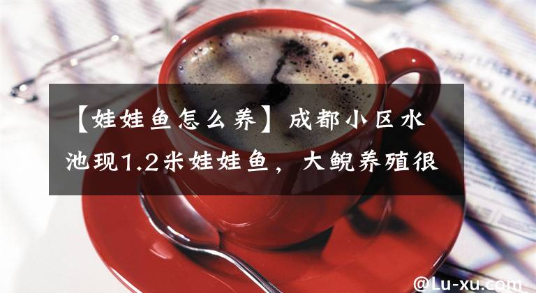 【娃娃鱼怎么养】成都小区水池现1.2米娃娃鱼,大鲵养殖很成熟,为何还濒临灭绝?