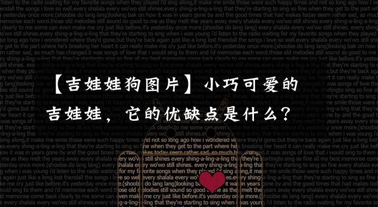 【吉娃娃狗图片】小巧可爱的吉娃娃，它的优缺点是什么？适不适合新手养