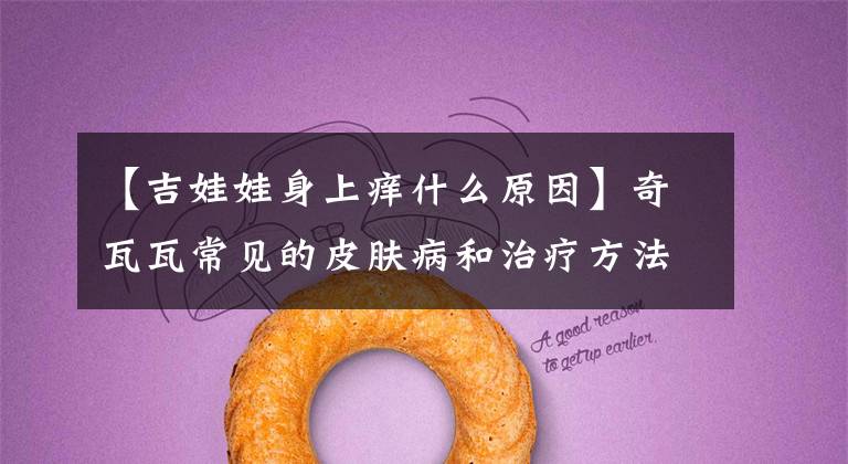 【吉娃娃身上痒什么原因】奇瓦瓦常见的皮肤病和治疗方法