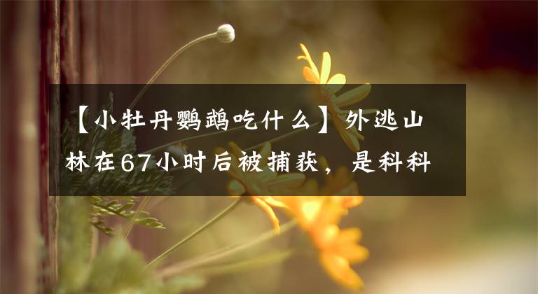 【小牡丹鹦鹉吃什么】外逃山林在67小时后被捕获,是科科院——科街的牡丹鹦鹉有趣的故事