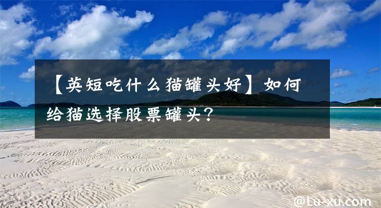【英短吃什么猫罐头好】如何给猫选择股票罐头?