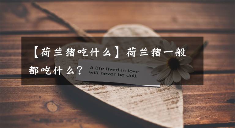 【荷兰猪吃什么】荷兰猪一般都吃什么？