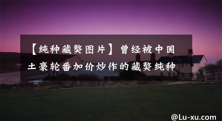 【纯种藏獒图片】曾经被中国土豪轮番加价炒作的藏獒纯种，现在竟一文不值