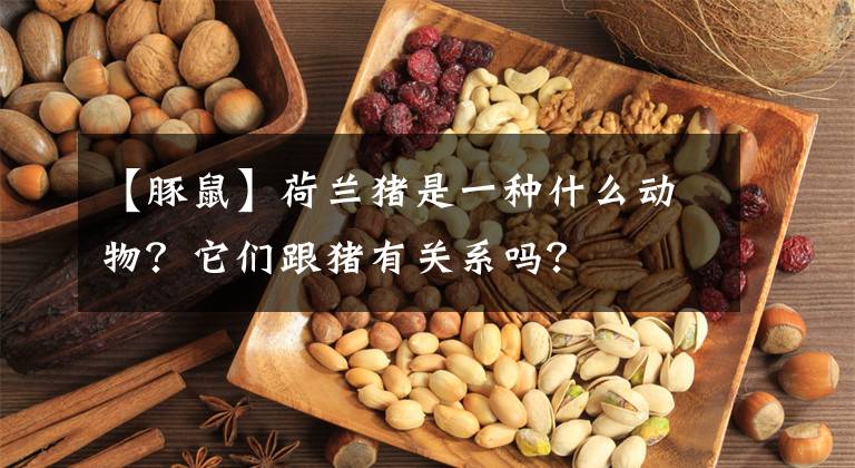 【豚鼠】荷兰猪是一种什么动物？它们跟猪有关系吗？