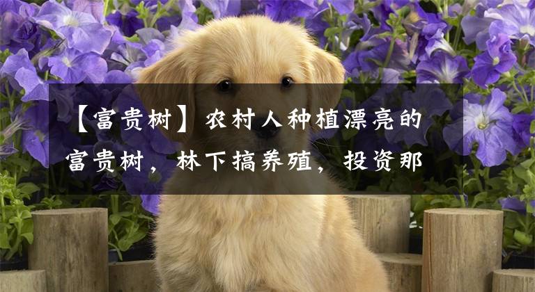 【富贵树】农村人种植漂亮的富贵树，林下搞养殖，投资那么多能成功吗？