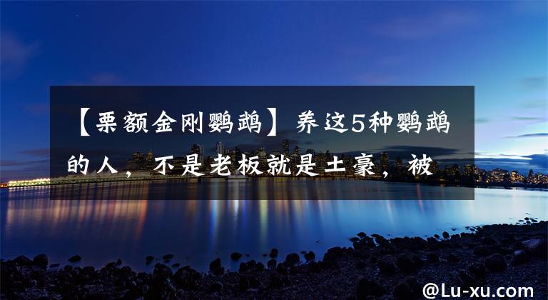 【栗额金刚鹦鹉】养这5种鹦鹉的人，不是老板就是土豪，被称为“有钱人的玩具鸟”