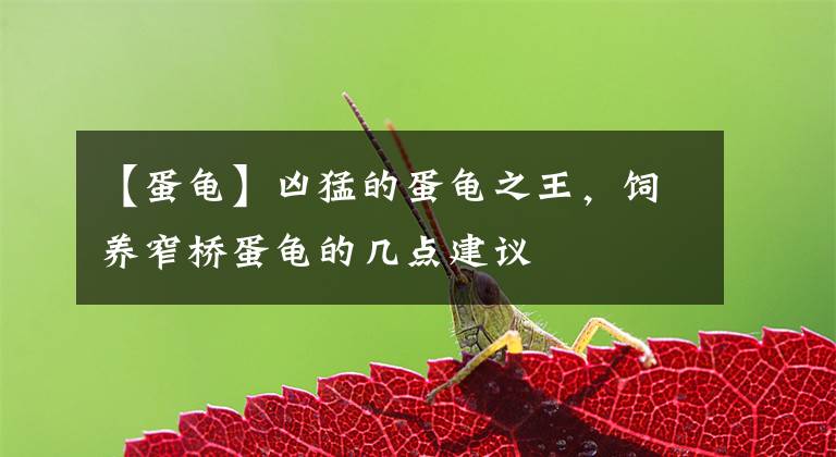 【蛋龟】凶猛的蛋龟之王，饲养窄桥蛋龟的几点建议