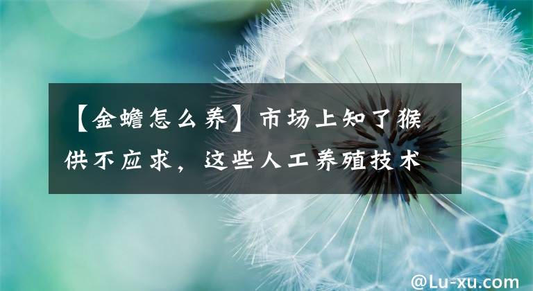 【金蟾怎么养】市场上知了猴供不应求,这些人工养殖技术要早知道