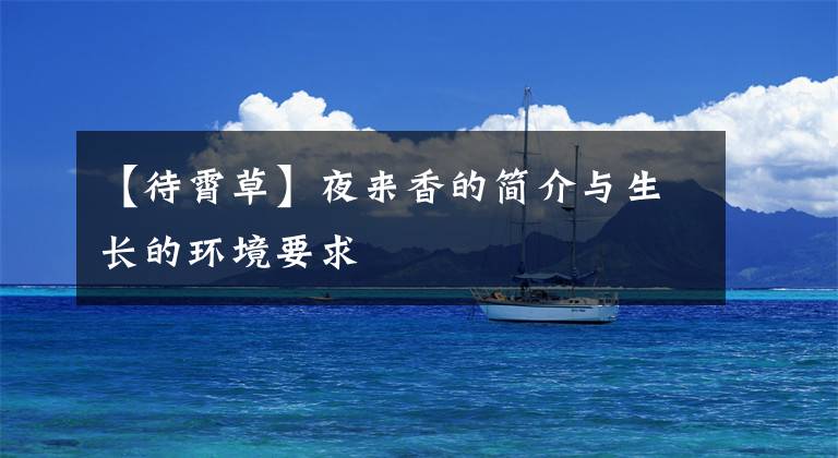 【待霄草】夜来香的简介与生长的环境要求