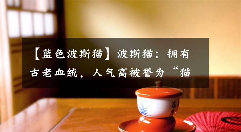 【蓝色波斯猫】波斯猫：拥有古老血统，人气高被誉为“猫王”，却总是被大家认错