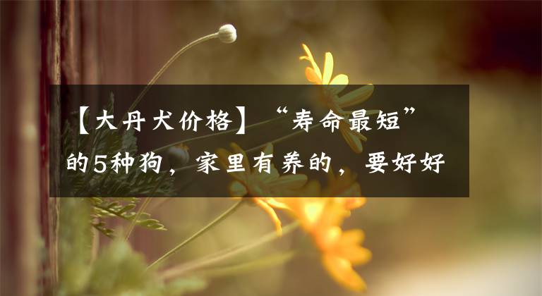 【大丹犬价格】“寿命最短”的5种狗,家里有养的,要好好珍惜